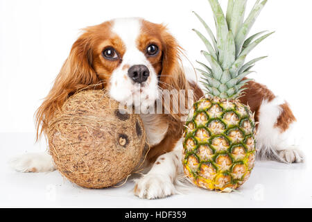 I cani possono mangiare frutta illustrazione. Frutta tropicale e Cavalier King Charles Spaniel cane. Cane con frutta cibo. Dog health care. Foto Stock