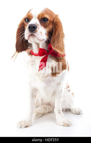 Cavalier King Charles Spaniel illustrazione per qualsiasi concetto. Real live cane per Natale? Cane come presente illustrazione. Cane con fiocco rosso. Responsabilità Foto Stock