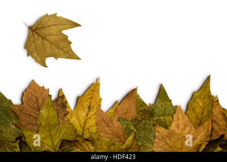 Telaio di foglie secche su sfondo bianco Foto Stock