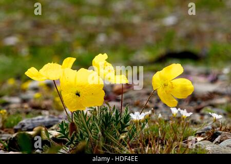 Bei fiori gialli in alto nel lago Baikal Foto Stock