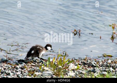 Giovani anatre selvatiche va lungo il lago Foto Stock