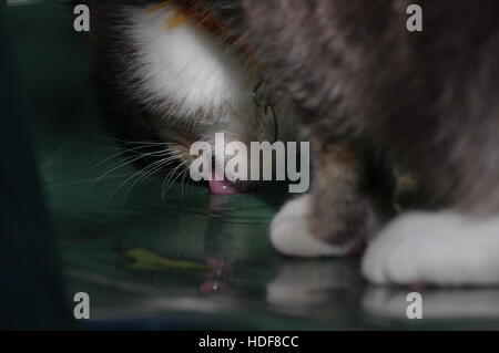 Tabby cat bere da Pozza Foto Stock