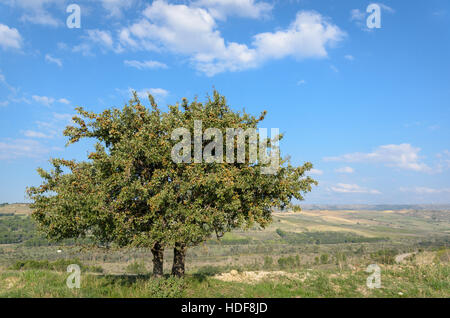 Pero selvatico (wild pear tree) - Pyrus pyraster e paesaggio in Puglia Italia Foto Stock