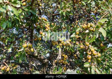 Pero selvatico (wild pear tree) - Pyrus pyraster Foto Stock