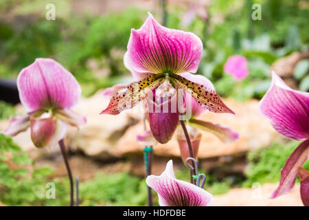 Chiuso fino Paphiopedilum orchid in Doi Tung, Chiang Rai, Thailandia Foto Stock