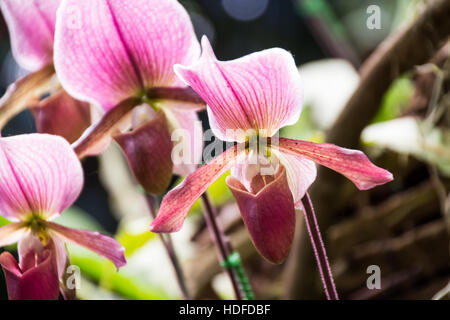 Chiuso fino Paphiopedilum orchid in Doi Tung, Chiang Rai, Thailandia Foto Stock