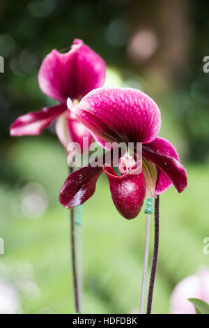 Chiuso fino Paphiopedilum orchid in Doi Tung, Chiang Rai, Thailandia Foto Stock