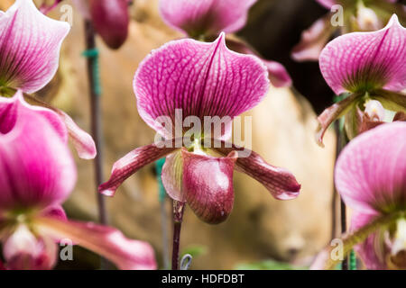 Chiuso fino Paphiopedilum orchid in Doi Tung, Chiang Rai, Thailandia Foto Stock