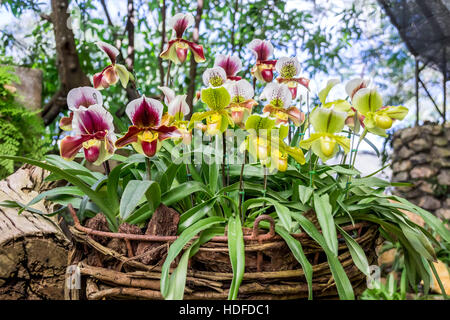 Chiuso fino Paphiopedilum orchid in Doi Tung, Chiang Rai, Thailandia Foto Stock