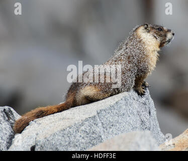 Marmotta di ventre giallo - Marmota flaviventris Foto Stock
