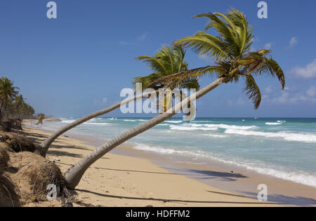 Palme da cocco sulla spiaggia, Repubblica Dominicana, dei Caraibi Foto Stock