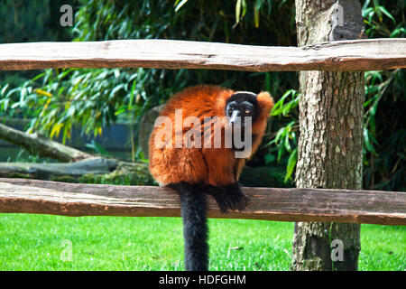 Red vari seduto su una staccionata di legno per uso in background Foto Stock