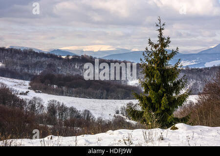La foresta di abete rosso su un prato pieno di neve in alta montagna con cime snovy Foto Stock