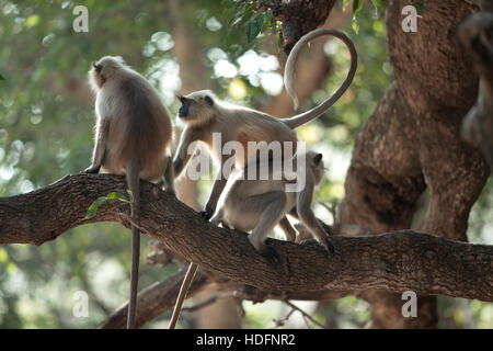 Pianure Settentrionali Langur grigio scimmie (Semnopithecus entellus) noto anche come Hanuman langur Foto Stock