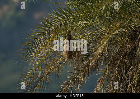 Baya tessitori di colonie di nido si trovano di solito su alberi spinosi o fronde di palma e i nidi sono spesso costruite in prossimità di acqua Foto Stock