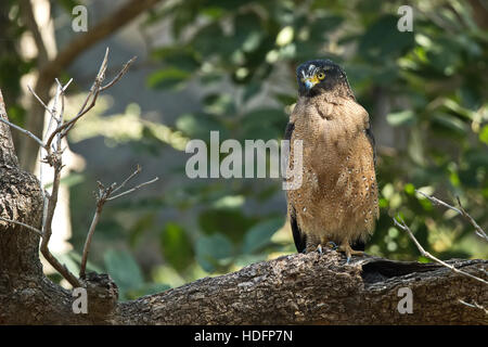 Crested serpent-eagle(Spilornis cheela) appoggiato sul legno in natura Foto Stock