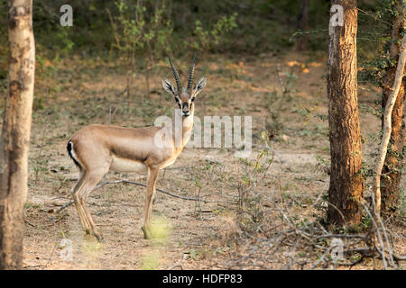 Il chinkara, noto anche come la gazzella indiano, Foto Stock