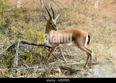 Il chinkara, noto anche come la gazzella indiano, Foto Stock