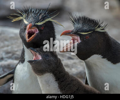 Pinguino saltaroccia (Eudyptes Chrysocome) famiglia Foto Stock