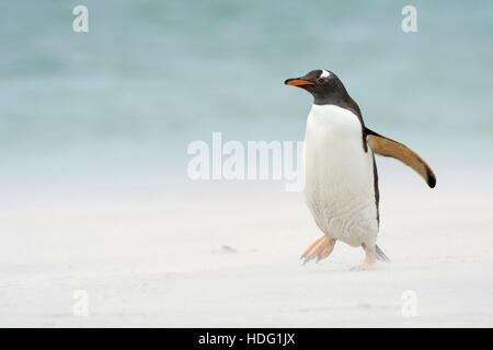 Pinguino Gentoo (Pygoscelis papua) in una tempesta di sabbia Foto Stock