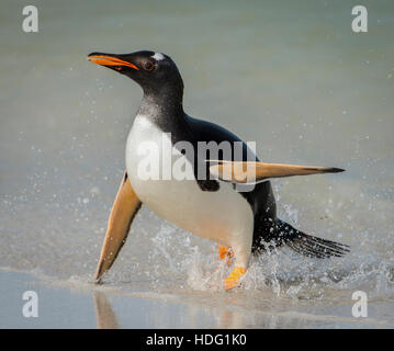 Pinguino Gentoo (Pygoscelis papua) emergente dal mare Nikon D4, Nikon 80-400 lente @400mm, ISO 1000, f5.6, Foto Stock