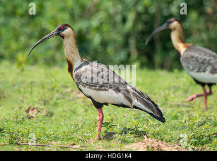 Buff-colli (Ibis Theristicus caudatus) Foto Stock