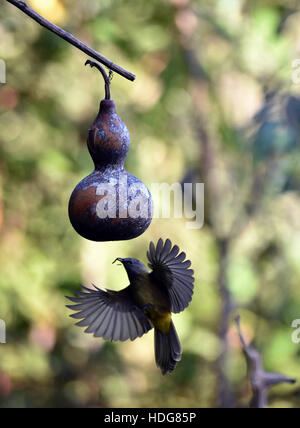 Baoshan, la Cina della provincia dello Yunnan. Decimo Dec, 2016. Un bulbul flavescent vola nella foresta Jailigong sulla montagna di Baoshan City, a sud-ovest della Cina di Provincia di Yunnan, a Dic. 10, 2016. Gli uccelli di 525 specie conosciute in montagna Jailigong attratto molti osservatori di uccelli e animali selvatici fotografi di recente. © Chen Haining/Xinhua/Alamy Live News Foto Stock