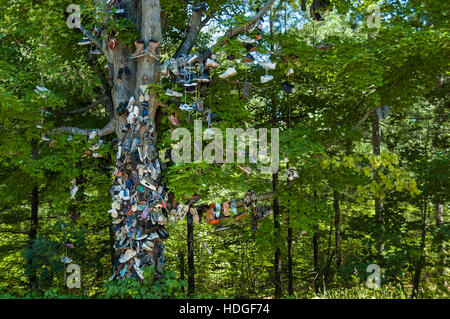 Un albero coperto da diversi tipi e dimensioni di scarpe vicino Awenda Parco Provinciale, Ontario, Canada. Foto Stock