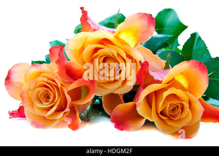 Tre colorati rose incantevoli close up per uso in background Foto Stock