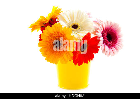 Benna di colore giallo con colorato gerbera isolato su bianco Foto Stock