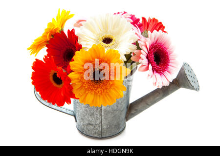 Annaffiatoio riempite di gerbera isolato su bianco Foto Stock