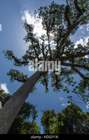 Ceiba o ebano (Ceiba pentandra) nel Parco Nazionale di Tikal, Guatemala. La Ceiba è sacra sia per antica e moderna e Maya è la struttura nazionale Foto Stock