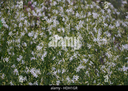 Anthericum ramosum ramificato St Bernard-lily Foto Stock