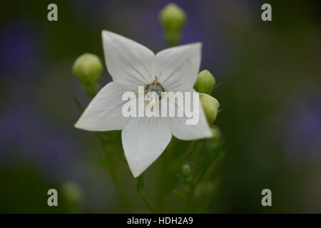 Bianco blu mongolfiere flower close up Platycodon grandiflorus Album Foto Stock