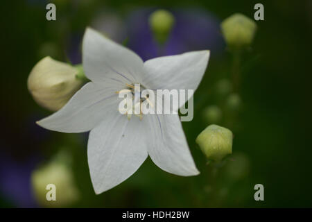 Bianco blu mongolfiere flower close up Platycodon grandiflorus Album Foto Stock