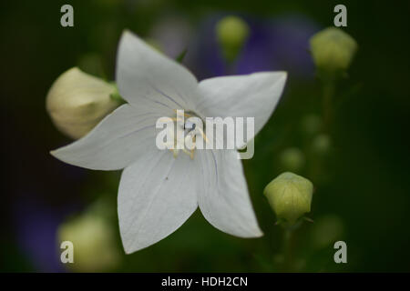 Bianco blu mongolfiere flower close up Platycodon grandiflorus Album Foto Stock