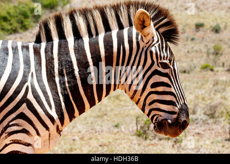 Zebra in piedi in campo e guardando verso il basso. Foto Stock