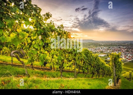 Tramonto in un vigneto con vitigni in tarda estate Foto Stock