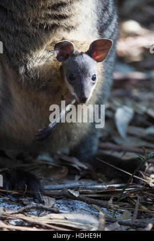 Close-up ritratto di Giovane kangaroo in una custodia Foto Stock