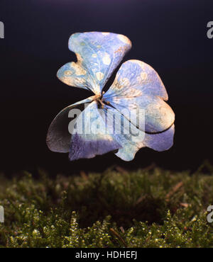 Digital immagine composita del fiore appassito su erba su sfondo nero Foto Stock