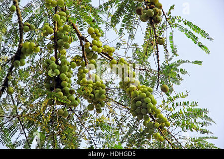 Grappolo di uva spina indiana (Phyllanthus emblica) nella struttura ad albero. Una parte essenziale della tradizionale indiano farmaci ayurvedici. Foto Stock