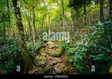 La Black Rock Sentiero Natura, al nonno di montagna, North Carolina. Foto Stock