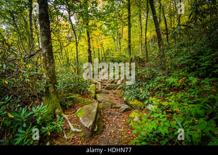 La Black Rock Sentiero Natura, al nonno di montagna, North Carolina. Foto Stock