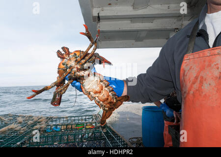 Lobsterman controlla la parte inferiore di aragosta per vedere se si trasportano le uova, Portland, ME Foto Stock