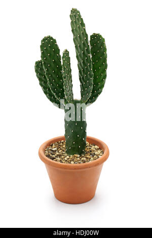 Cactus, houseplant isolati su sfondo bianco Foto Stock