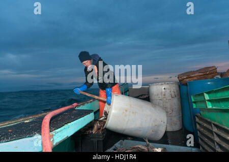 Sternman su lobster boat prepara esca (Alosa), Yarmouth Foto Stock