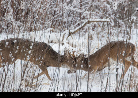 White-tailed deer bucks sparring nella neve Foto Stock