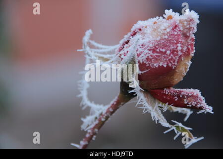 Frosty giornata con iced leafs Foto Stock