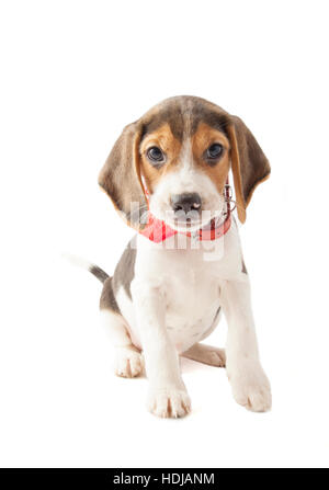 Adorabile cucciolo tricolore beagle isolato su bianco Foto Stock