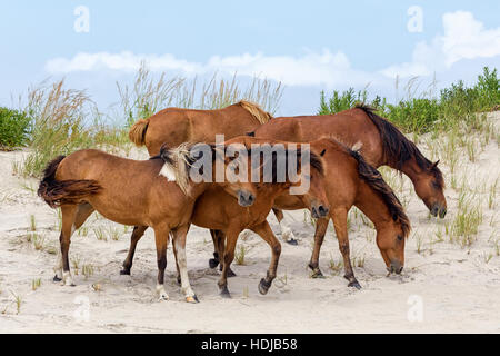 Un gruppo di pony selvatici, cavalli, di Assateague Island sulla spiaggia in Maryland, Stati Uniti d'America. Foto Stock